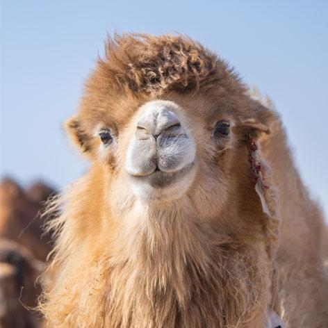 Kamele sind äußerst neugierige Tiere Ein Kamel schaut in die Kamera und lächelt