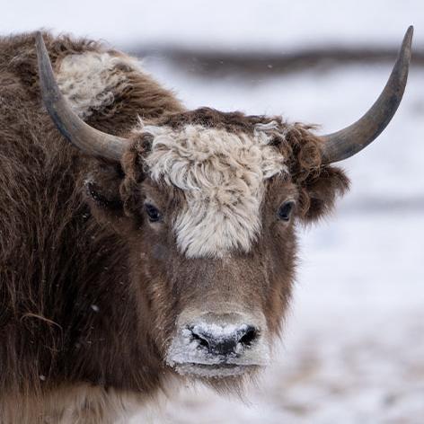 Yaks macht die Kälte nichts aus Ein braunes Yak mit spitzen Hörnern schaut in die Kamera