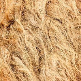 Close-up of camel wool
