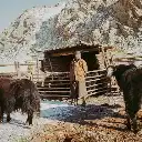 Nomaden und ihre Tiere leben äußerst Ressourcenschonend Ein Nomade steht zwischen zwei Yaks in deren Winterstall
