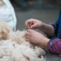 Die Qualität der Wolle wird genau geprüft. Hände begutachten einen Haufen Wolle