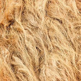 Close-up of camel wool