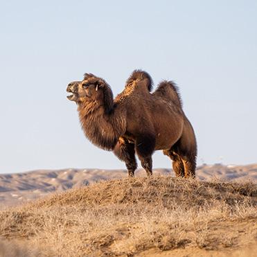 A camel stands on a dune with its mouth open