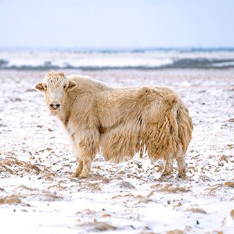 A yak stands in the snow